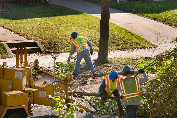 Trusted Keller, TX Tree Services Experts