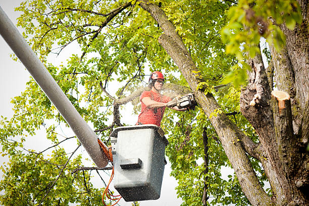 How Our Tree Care Process Works  in Keller, TX